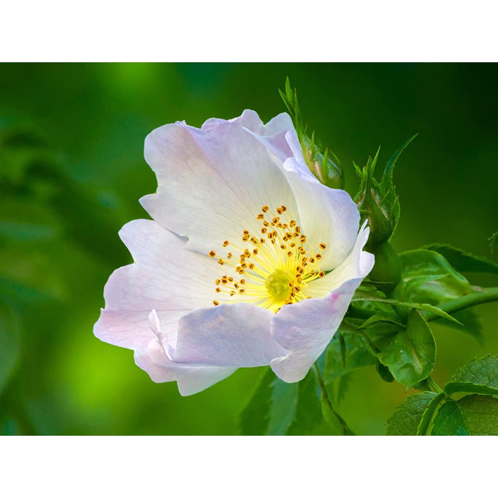 Inspirational Gifting Dog Rose Bare Root Hedge Plant Sapling 2-3ft 5 Pack Image 2