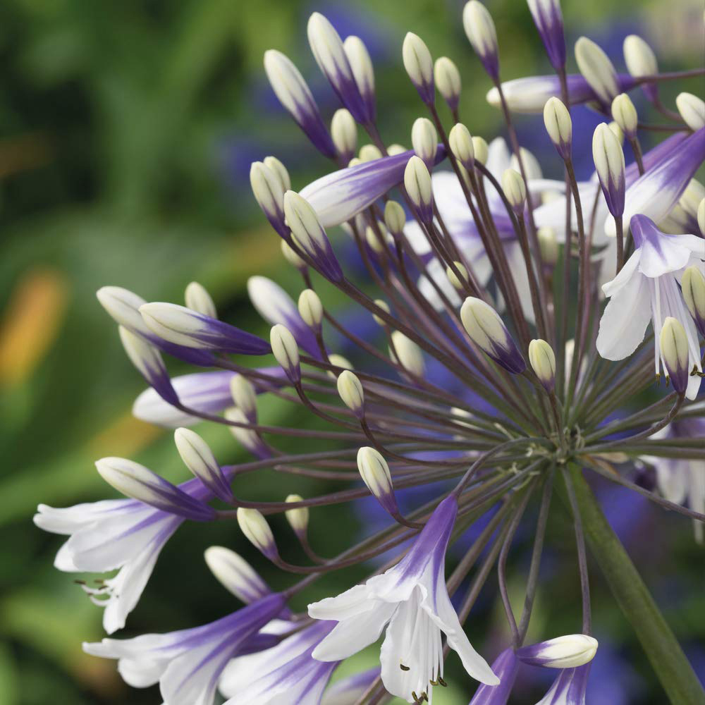 Thompson and Morgan Agapanthus Fireworks Plant Pot 9cm Image 2