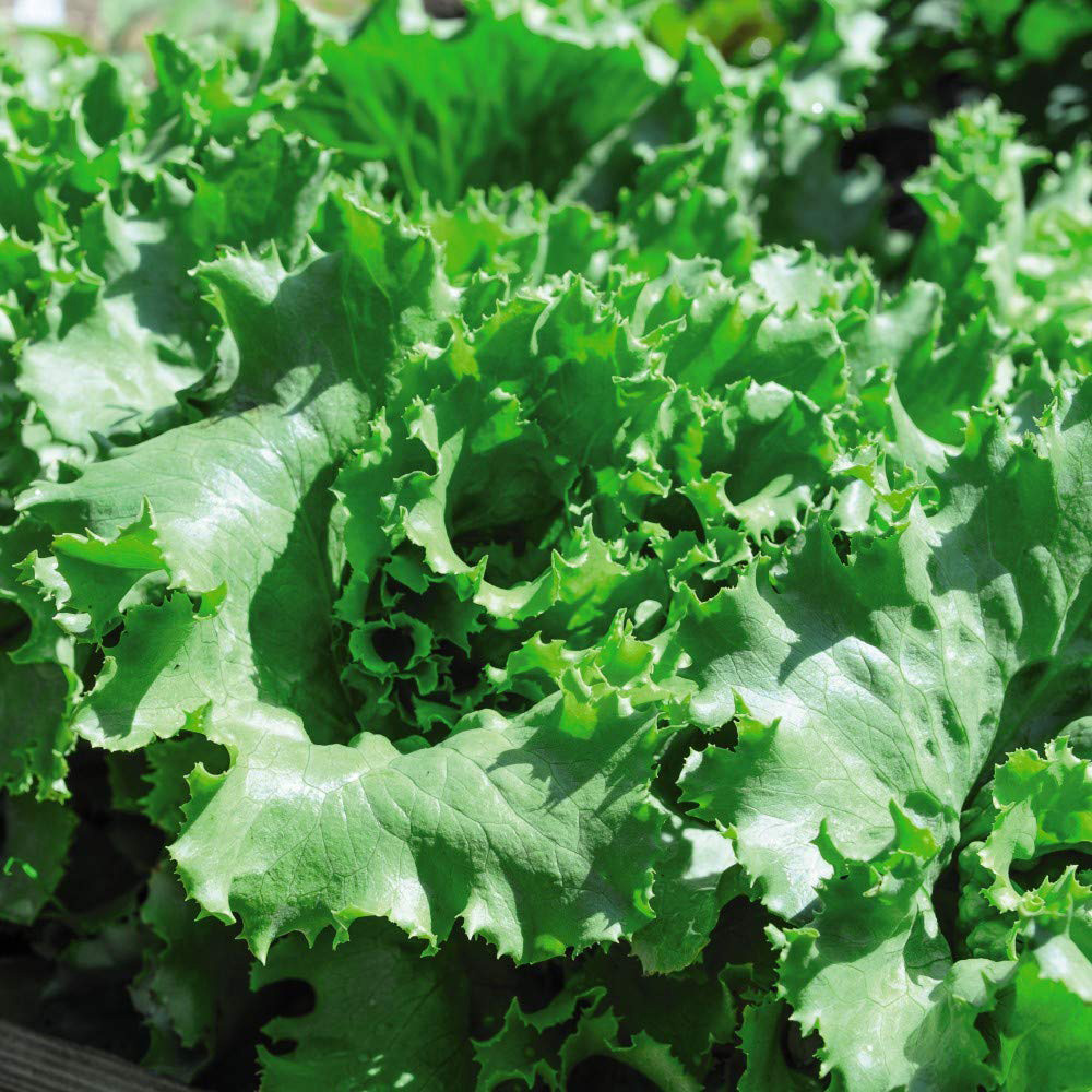 Thompson and Morgan Lettuce Warpath Seeds Image 2