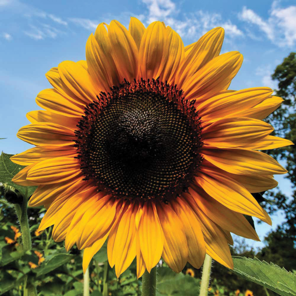 Thompson and Morgan Sunflower Russian Giant Seeds Image 1