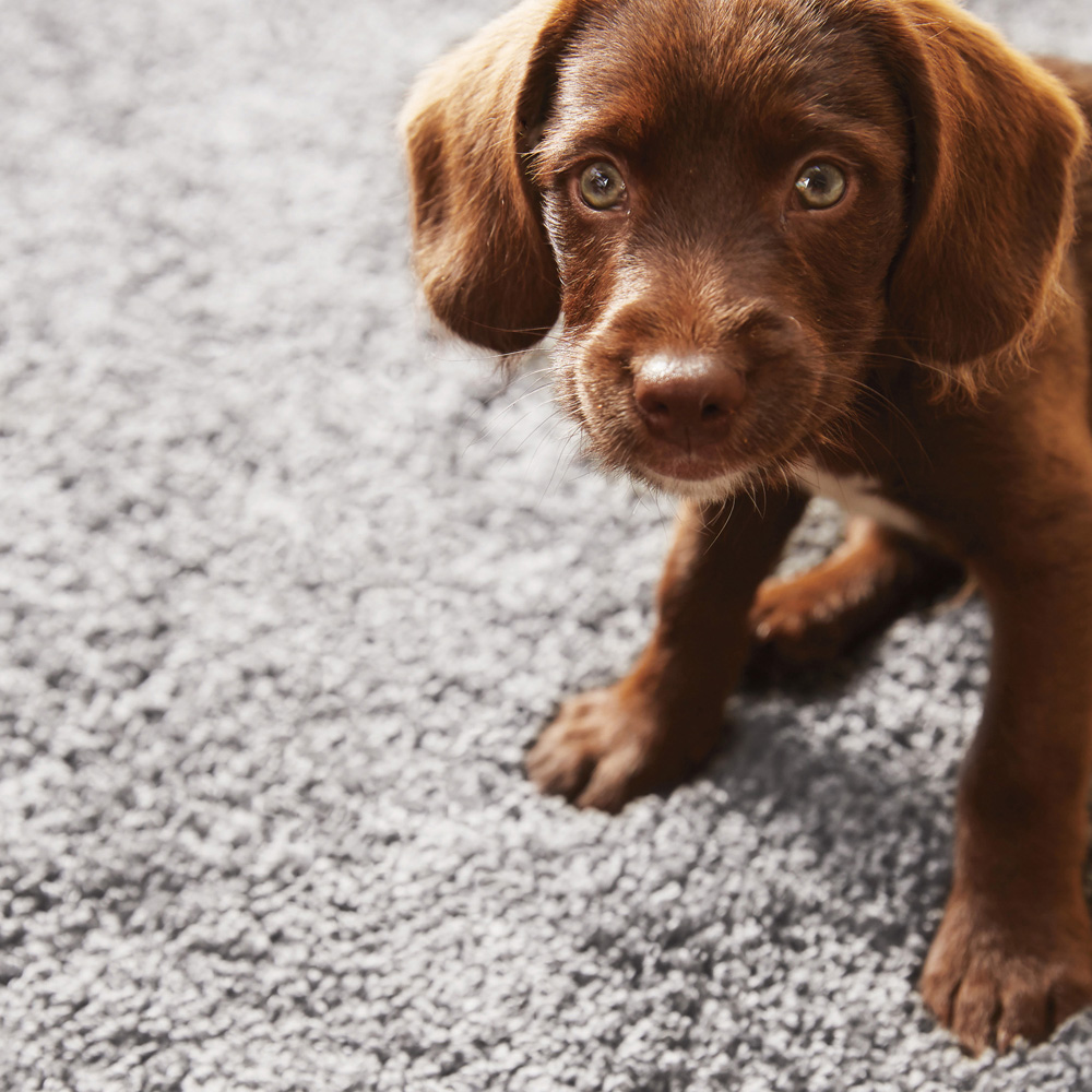 My Rug Ghost Grey Round Rug 100cm Image 4