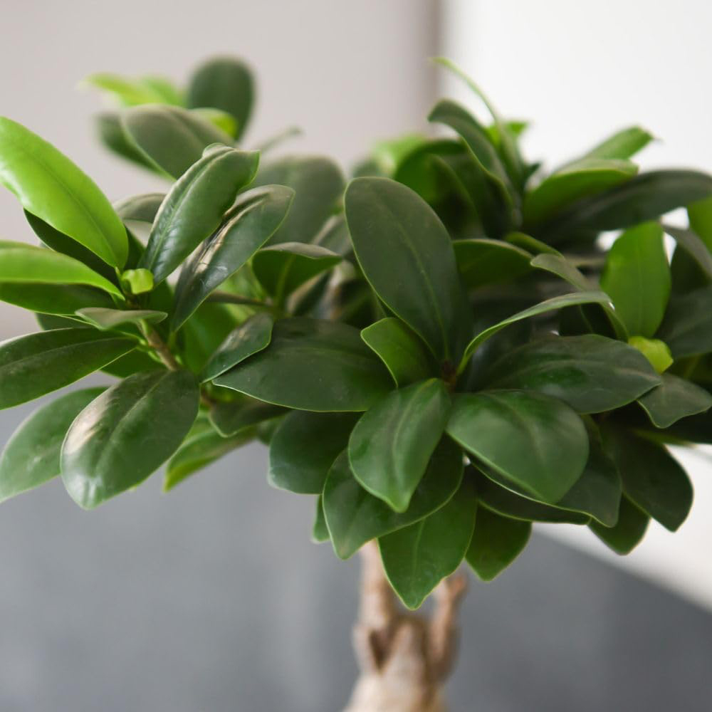 Thompson and Morgan Ficus Microcarpa Ginseng Plant Pot 9cm 2 Pack Image 3