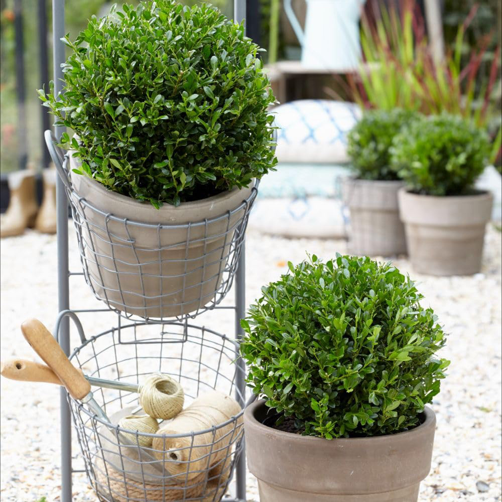 Thompson and Morgan Ilex Crenata Luxus Plant Pot 13cm Image 2