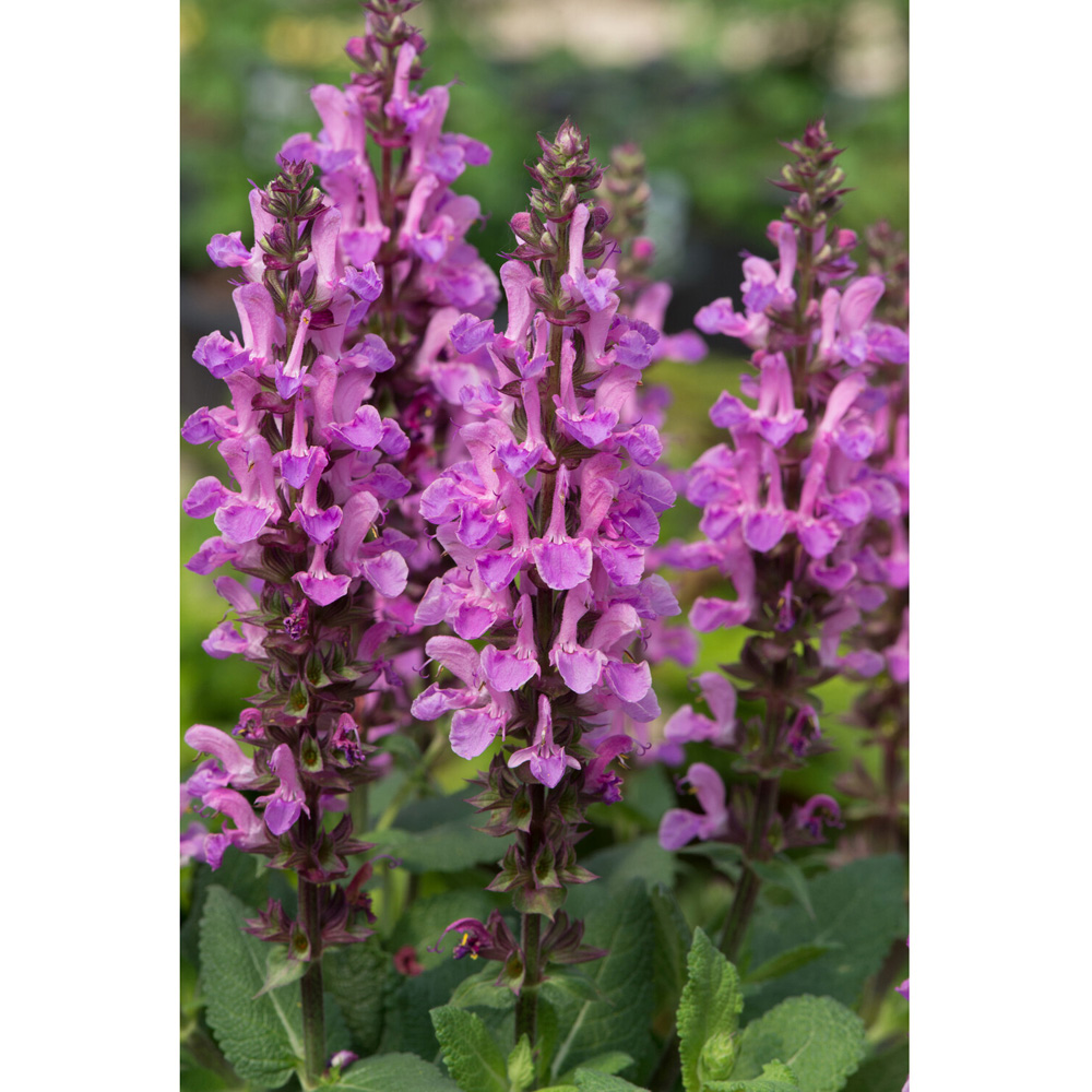 Salvia Marvel Plant Image 2