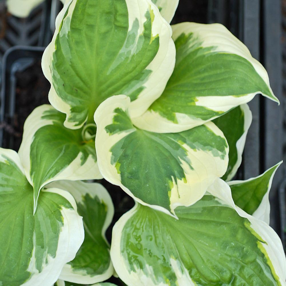 Thompson and Morgan Hosta Hybrid Minute Man Plant Pot 9cm 3 Pack Image 1