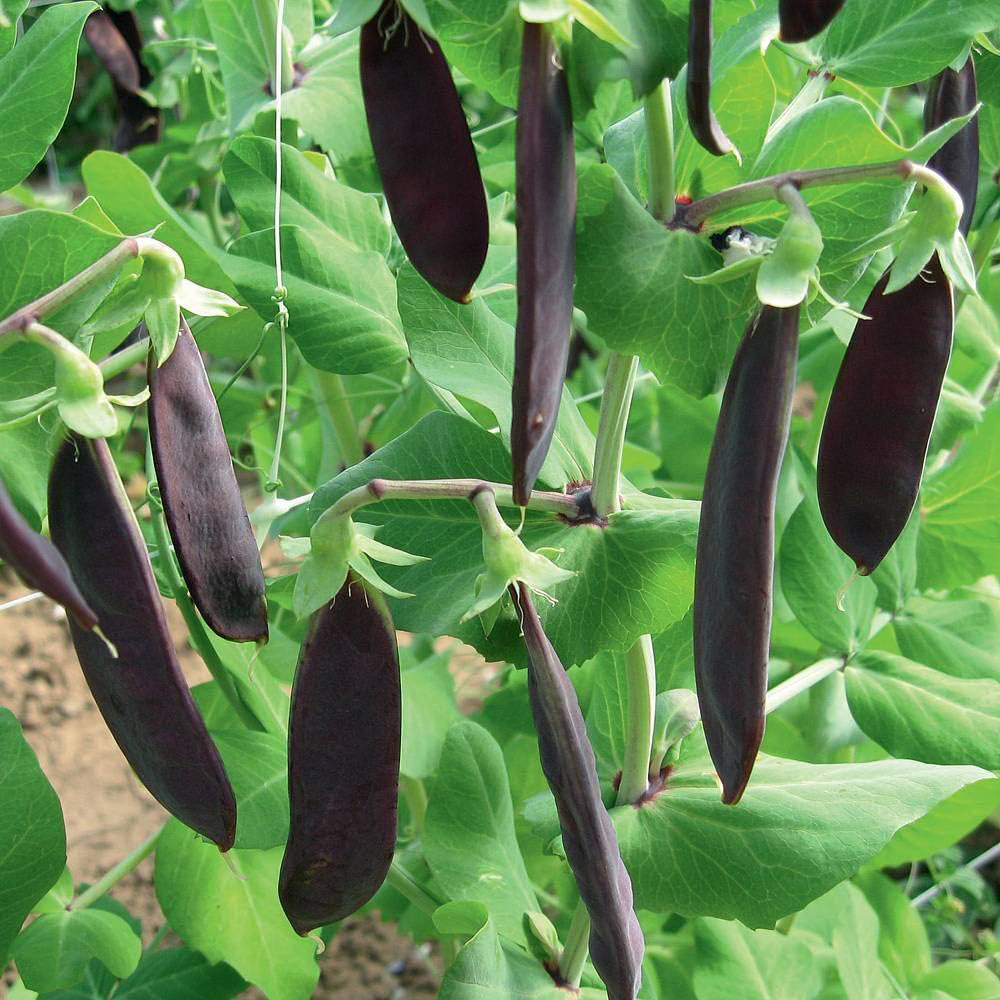 Thompson & Morgan Pea Mangetout Shiraz 100 Seeds Packet Image