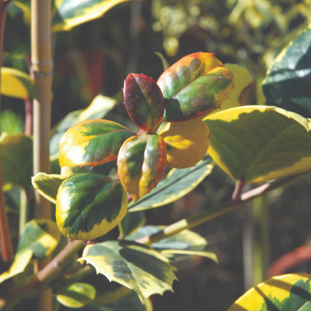 Thompson and Morgan Ilex Holly Altaclerensis Golden King Plant in Pot 35L Image 4