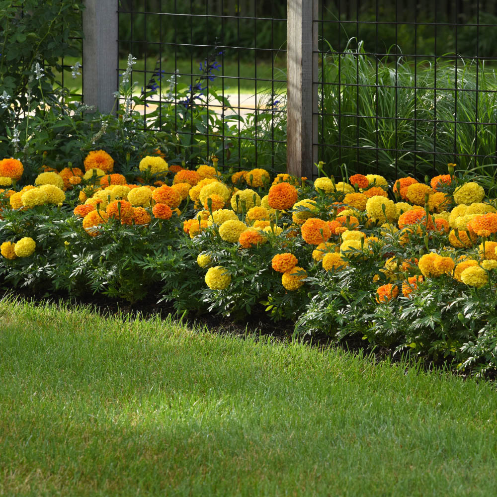 Thompson and Morgan Marigold Marvel Mix Garden Ready Plant 30 Pack Image 5