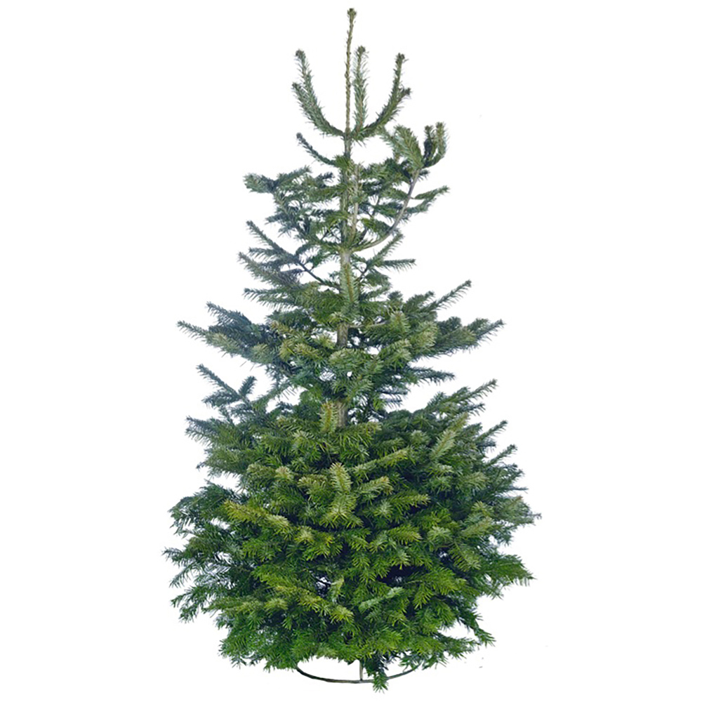Nordman Fir Fresh Cut Real Christmas Tree Green 6ft Image 1