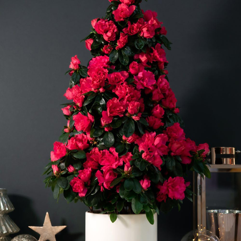 Thompson and Morgan Christmas Gift Azalea Red Pyramid Tree Plant Pot 17cm 2 Pack Image 2