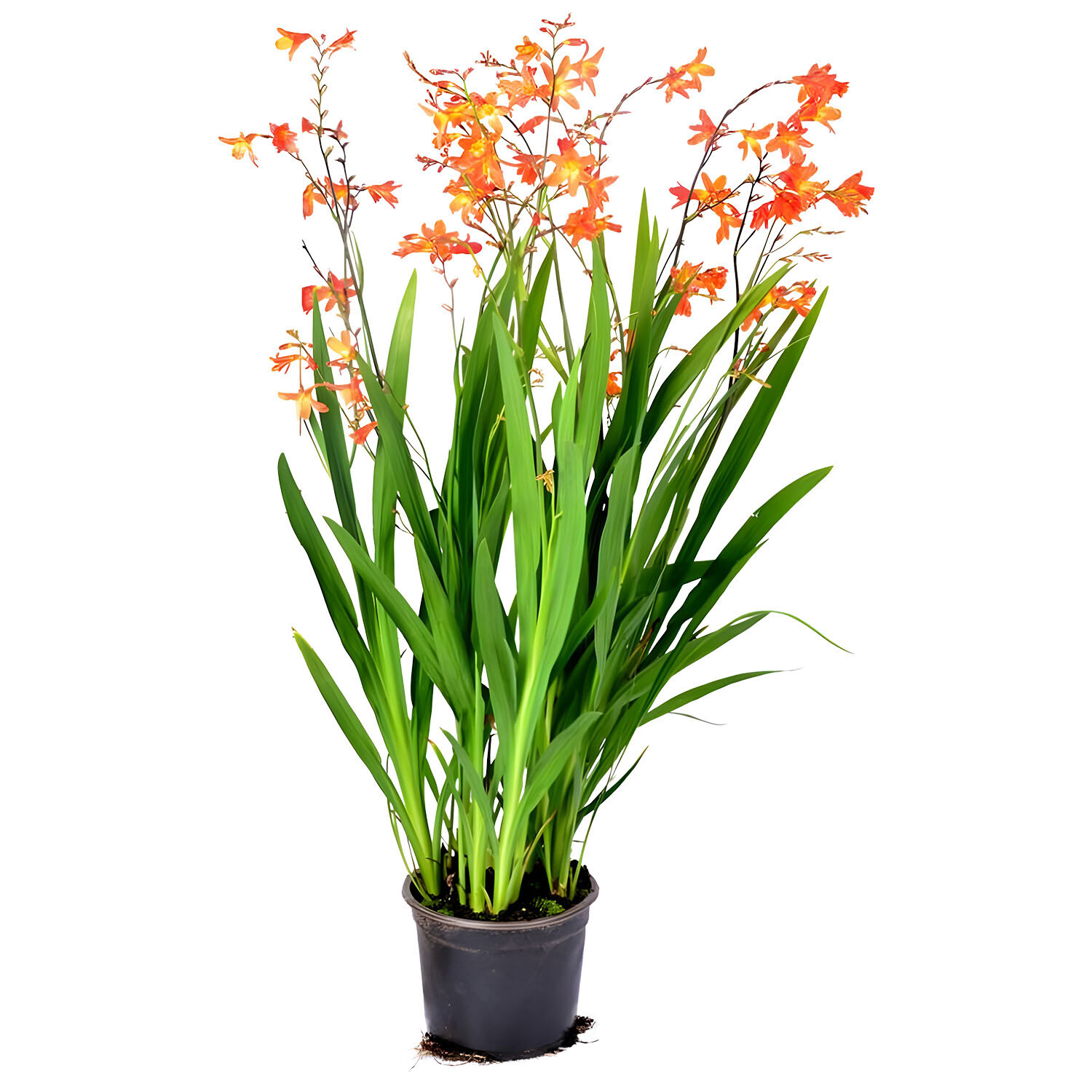 Crocosmia Carmen Brilliant 17cm - Orange Red Image