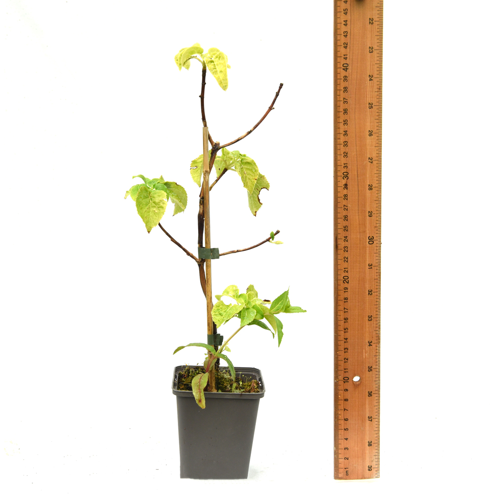 Thompson and Morgan Salvia Lips Collection Plant in Pot 9cm 3 Pack Image 5