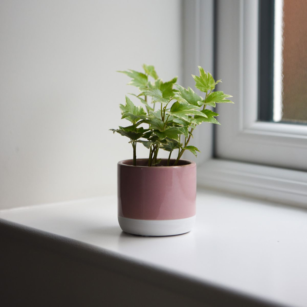 Thompson and Morgan Hedera Mix Plant Pot 6cm 12 Pack Image 5