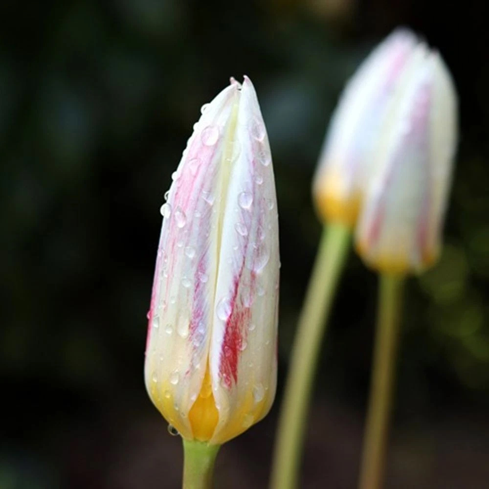 Thompson and Morgan Tulip Ice Stick Planting Bulb 8 Pack Image 3