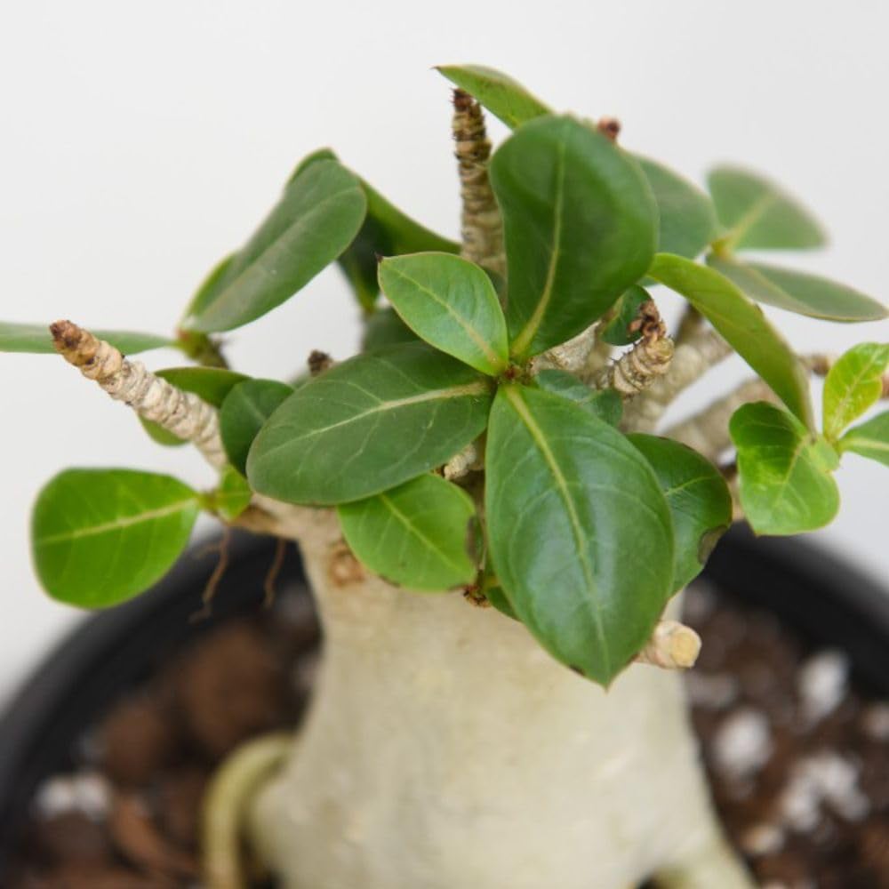 Thompson & Morgan Adenium NB Ansu Baobab Potted Plant Image 2