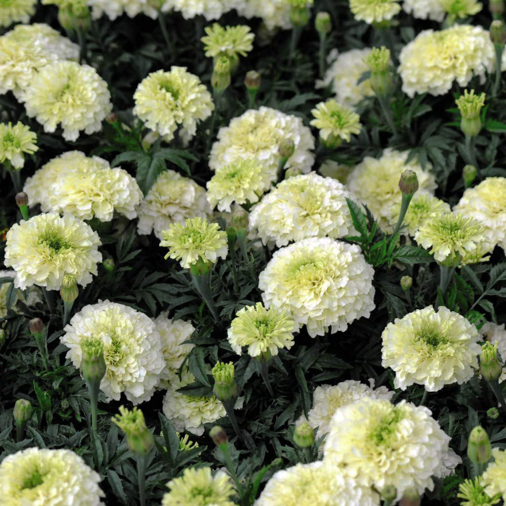 Thompson and Morgan Marigold French Vanilla Garden Ready Plant 30 Pack Image 3