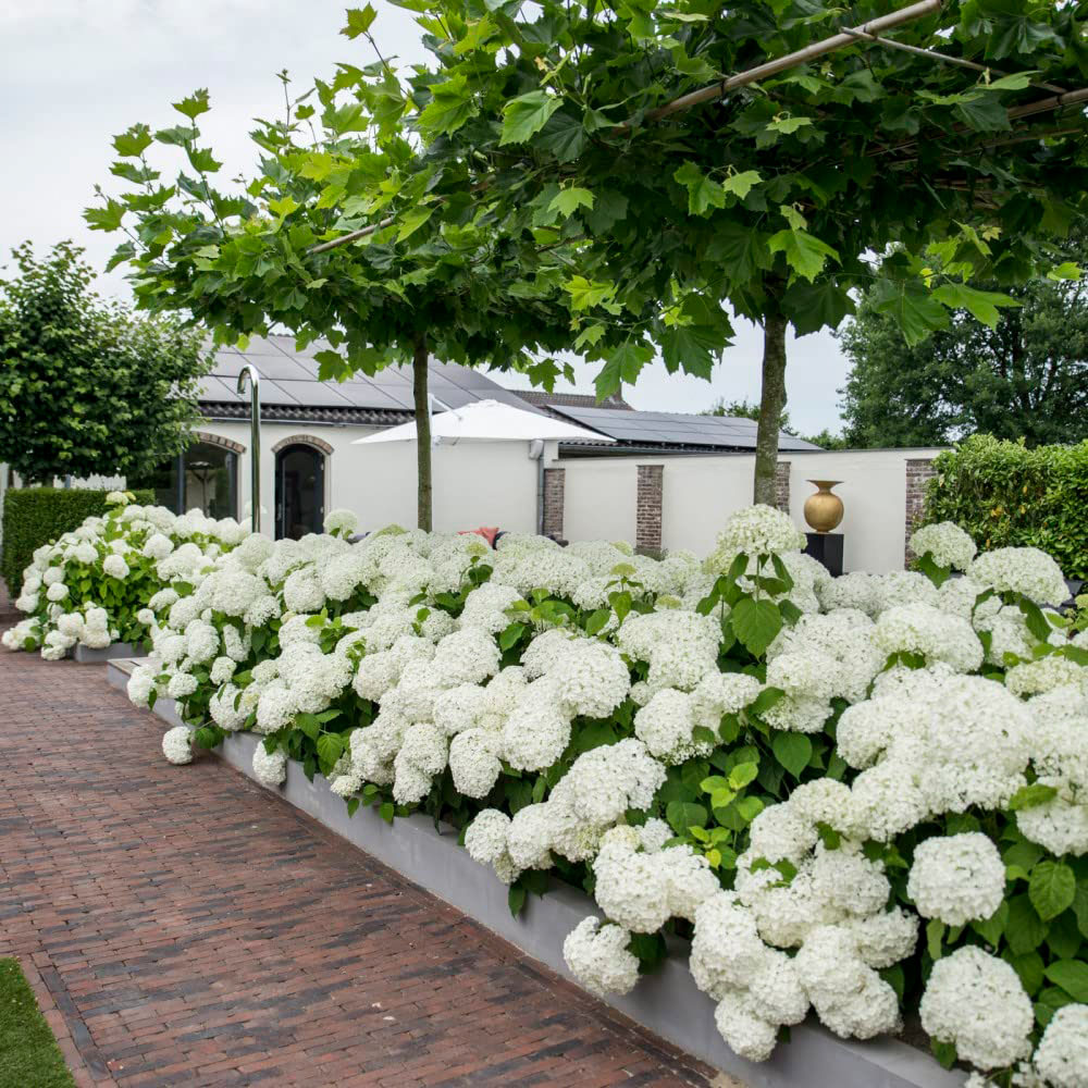 Thompson and Morgan Hydrangea Strong Annabelle Plant Pot 3L Image 2