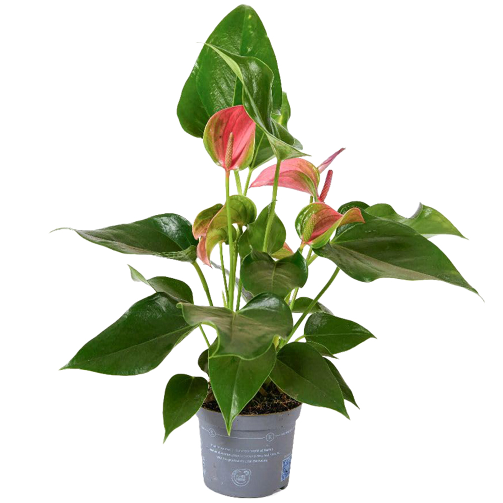 Thompson and Morgan Anthurium Karma Pink Plant Pot 9cm Image 2
