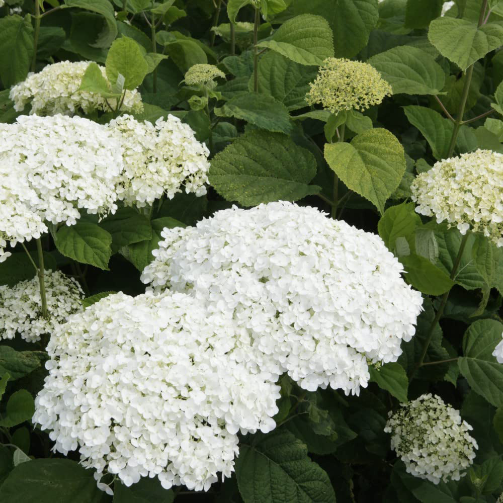 Thompson and Morgan Hydrangea Strong Annabelle Plant Pot 3L Image 4