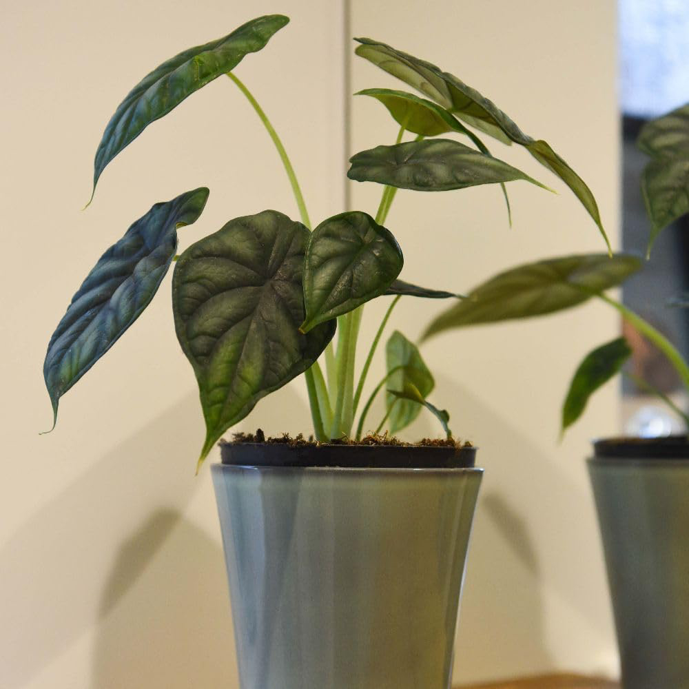 Thompson & Morgan Alocasia Dragonscale Plant Pot 13cm 2 Pack Image 1