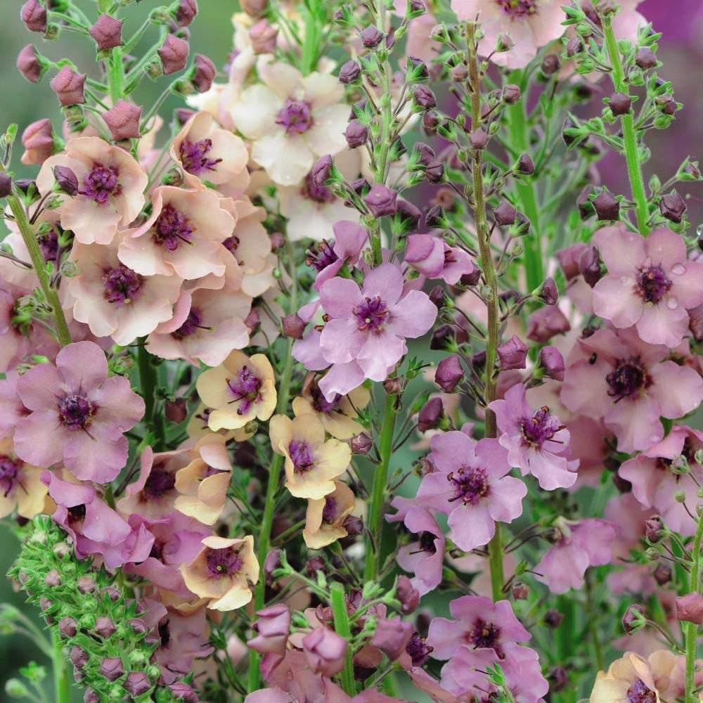 Thompson and Morgan Verbascum Southern Charm Garden Ready Plant 15 Pack Image 3