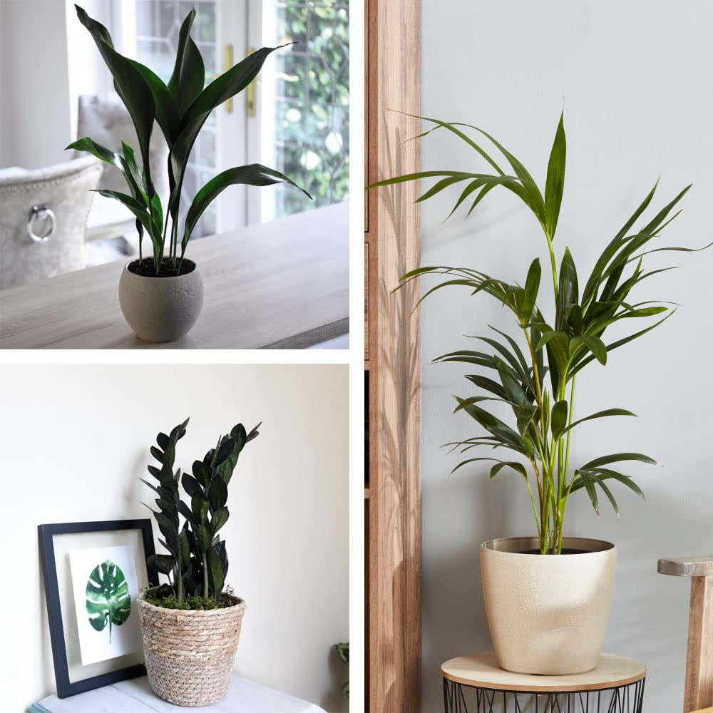 Thompson and Morgan Almost Unkillable Collection House Plant Pot 12cm 3 Pack Image 1