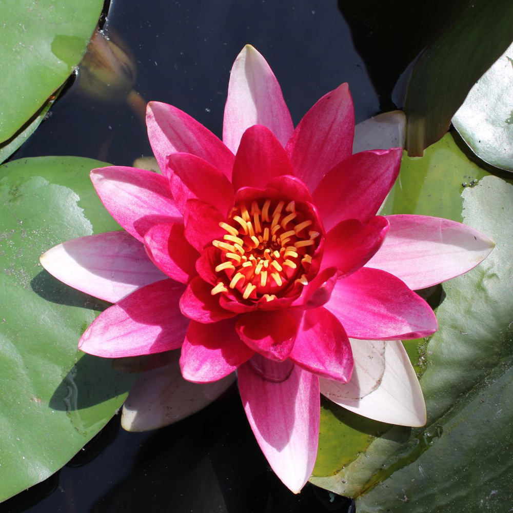 Thompson & Morgan Water Lily Trio Pond Basket Planting Kit Image 3