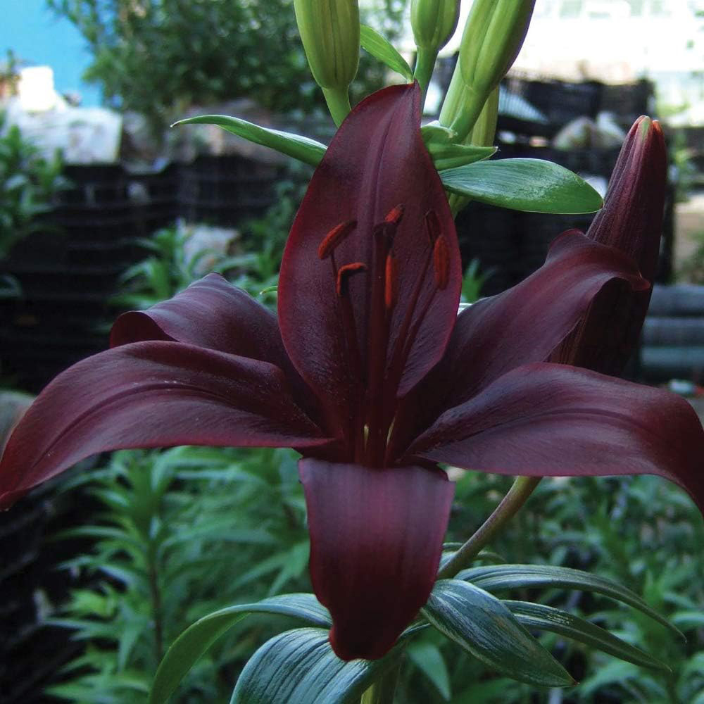 Thompson & Morgan Lily Black Jewel Planting Bulb 5 Pack Image 1