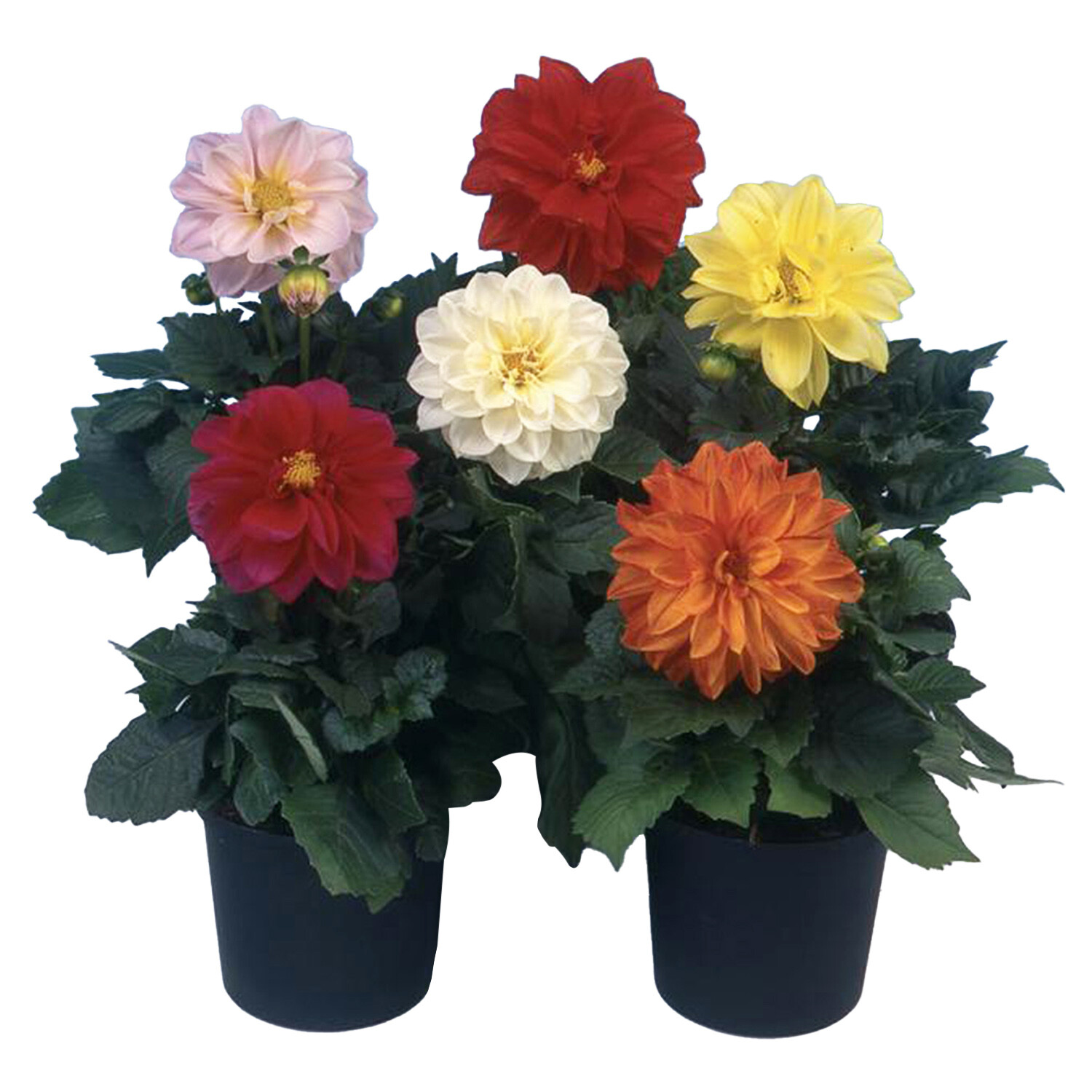 Dahlia Gallery - Multicolour Image