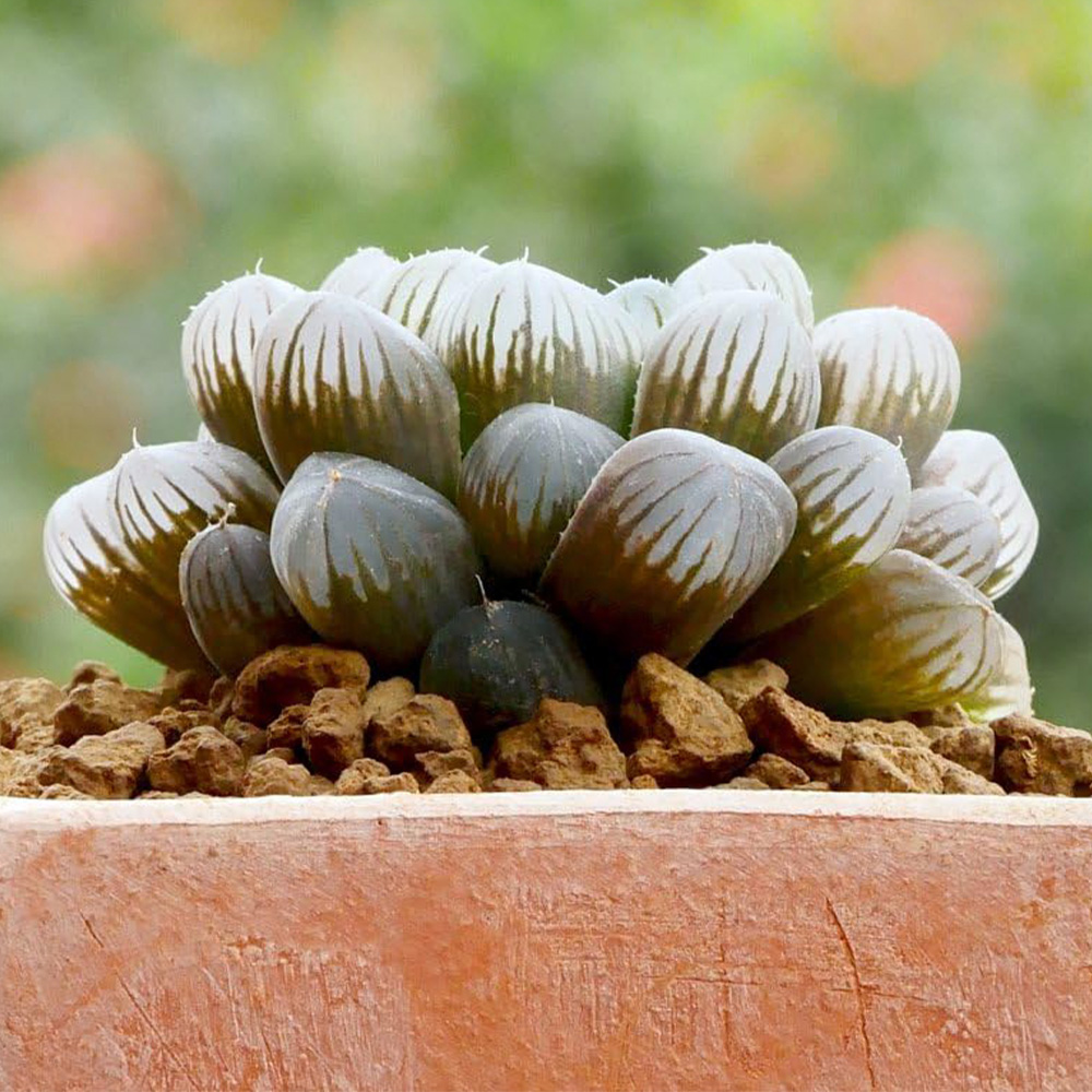 Thompson and Morgan Haworthia Cooperi Plant Pot 5.5cm Image 1