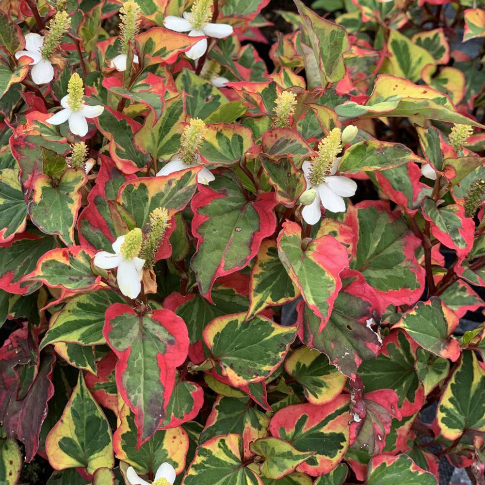 Thompson and Morgan Houttuynia Cordata Chameleon Plant Pot 9cm Image 1