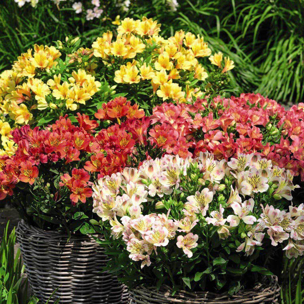 Thompson and Morgan Alstroemeria Valley Collection Jumbo Plugs 3 Pack Image 1