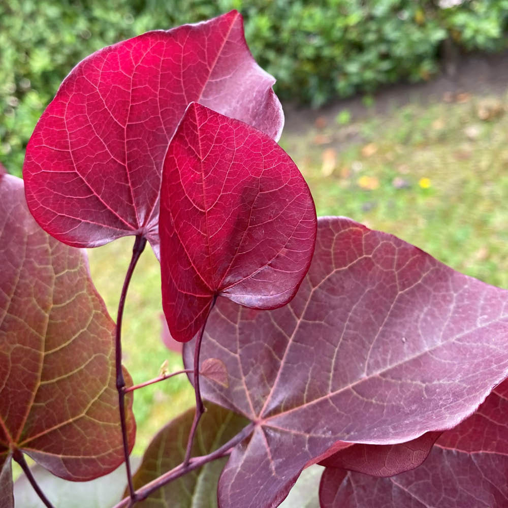 YouGarden Premium Cercis Collection Plant Pot 9cm 2 Pack Image 5