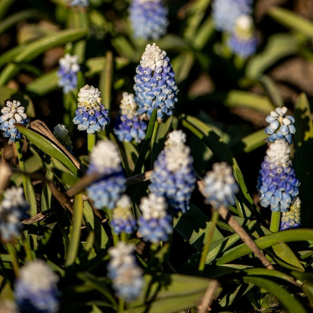 Thompson and Morgan Muscari Mountain Lady Autumn Planting Bulb 8 Pack Image 5