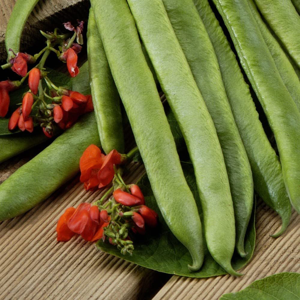 Thompson and Morgan Bean Runner Scarlet Empire Multi Sown Garden Ready Plant 15 Pack Image 2