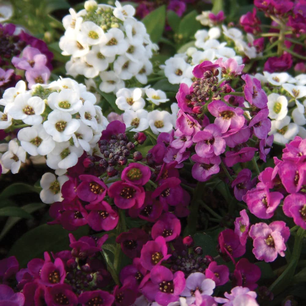 Thompson and Morgan Alyssum Clear Crystal Mixed Garden Ready Plant 30 Pack Image 2