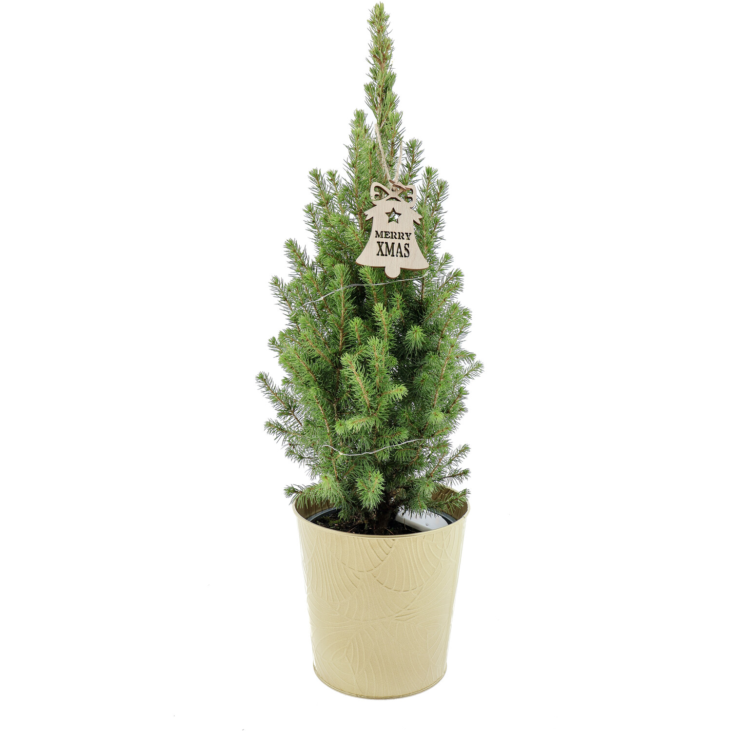 Pre Lit Picea Plant Real Christmas Tree with Gold Pot 2ft Image
