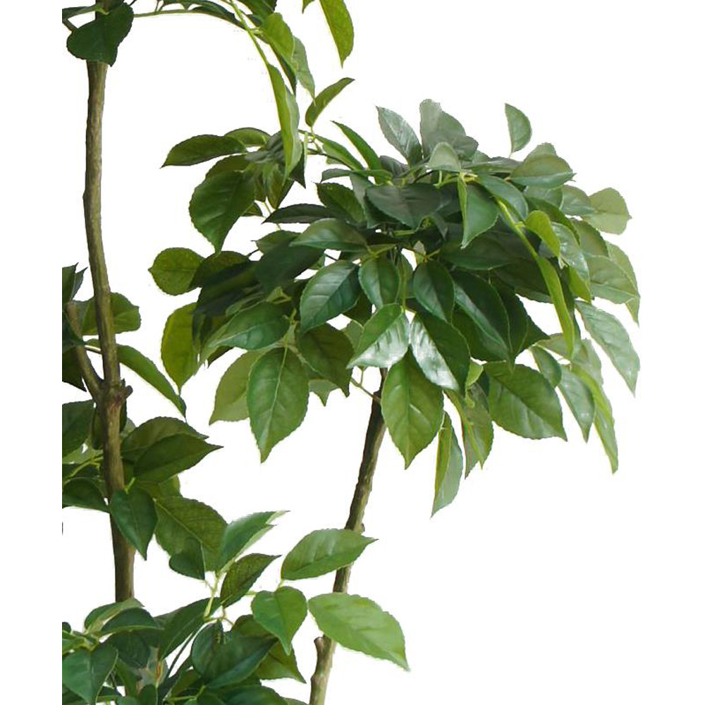 Botanik Radermachera Artificial Tree in Pot 5ft Image 2