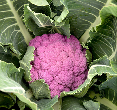 Thompson and Morgan Vegetables