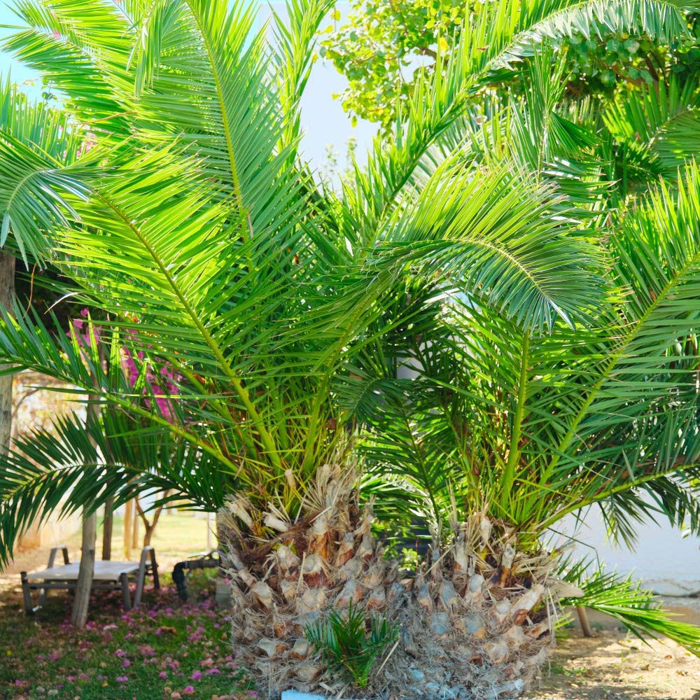 Thompson and Morgan Phoenix Palm Evergreen Plant Pot 1.5L Image 3