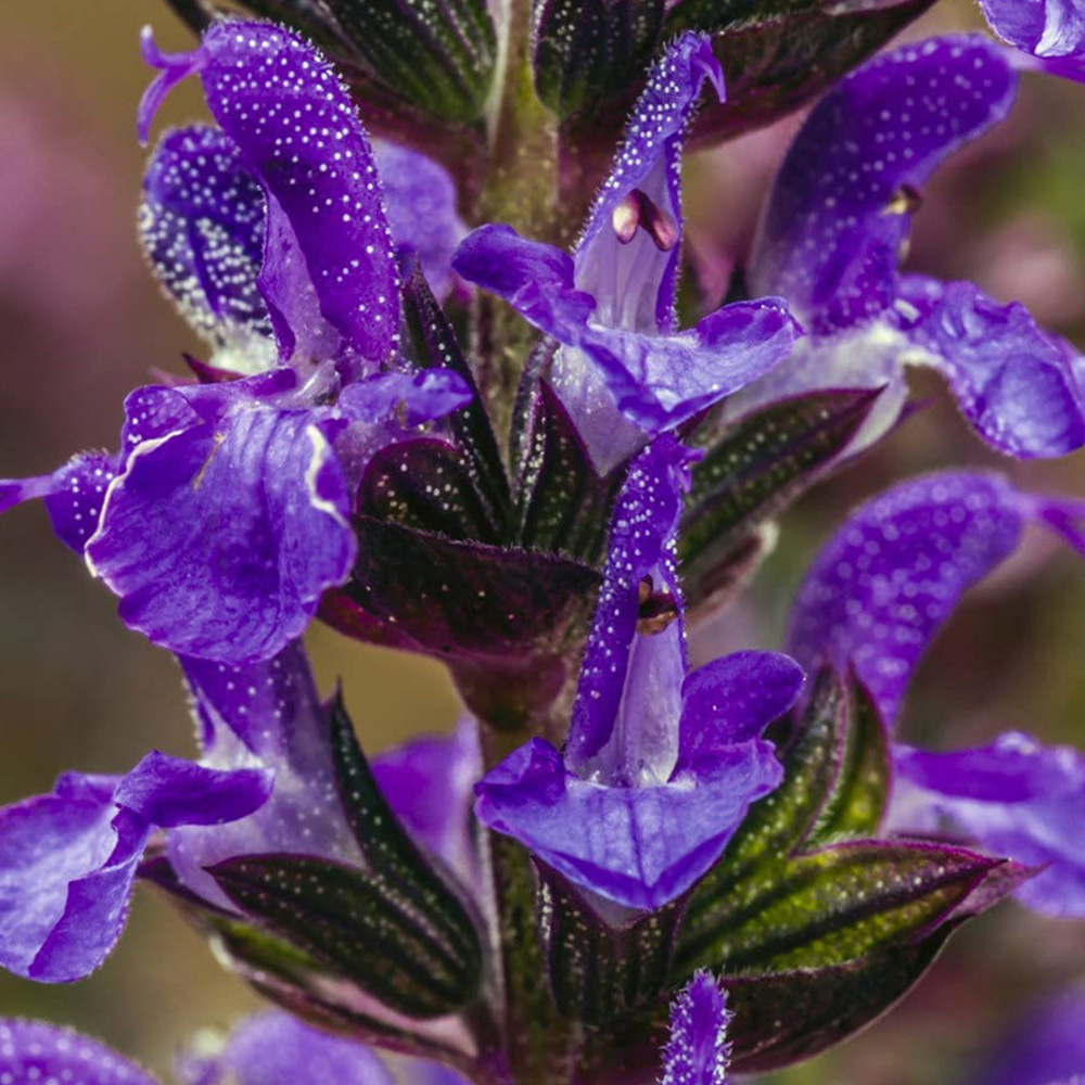 Thompson and Morgan Salvia New Dimensions Mix Garden Ready Plant 30 Pack Image 4