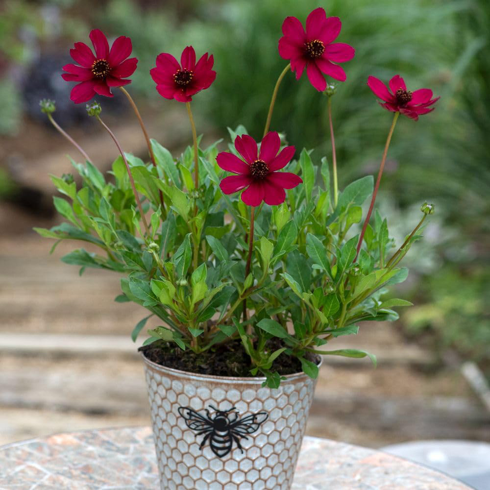 Thompson and Morgan Cosmos Atrosanguineus Cherry Chocolate Plant Pot 2L Image 4