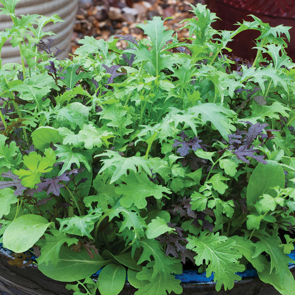 Thompson & Morgan Salad Leaves Speedy Seeds Image 1
