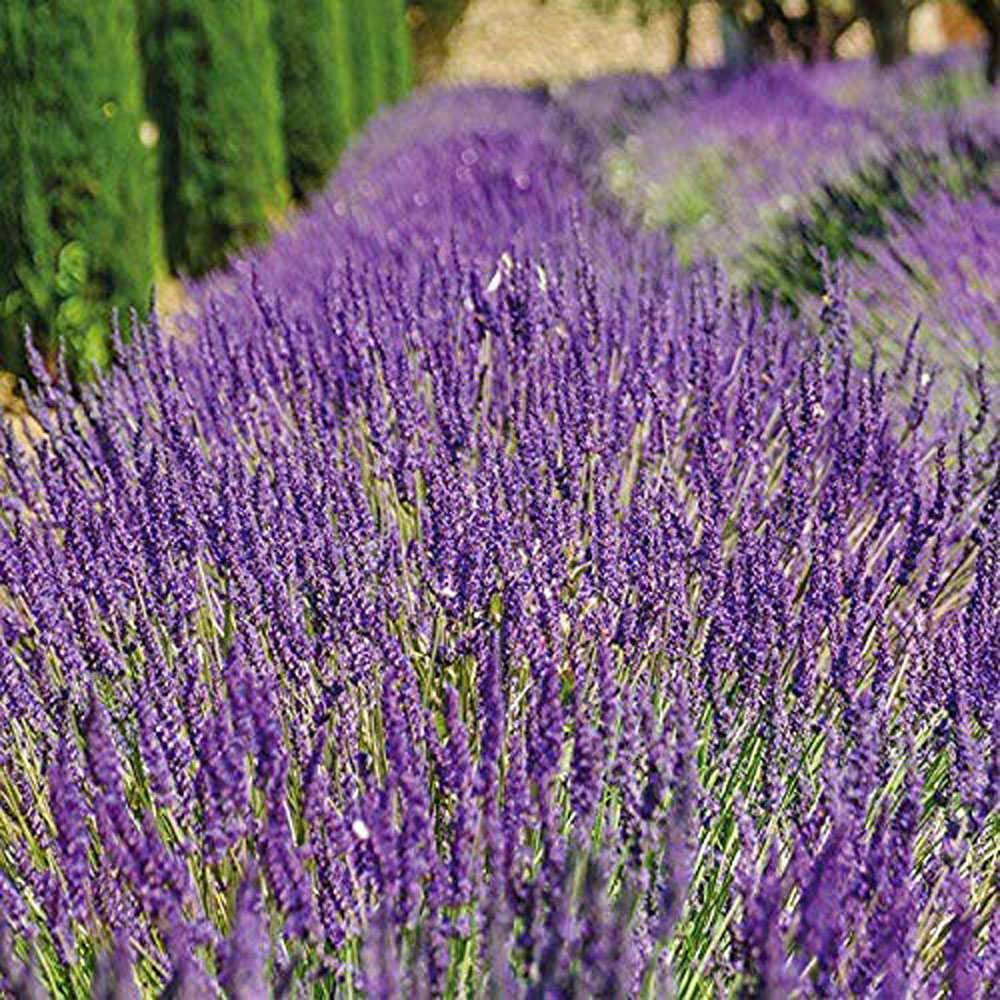 Thompson & Morgan Lavender Duo Hidcote and Munstead Plug Plant 72 Pack Image 6