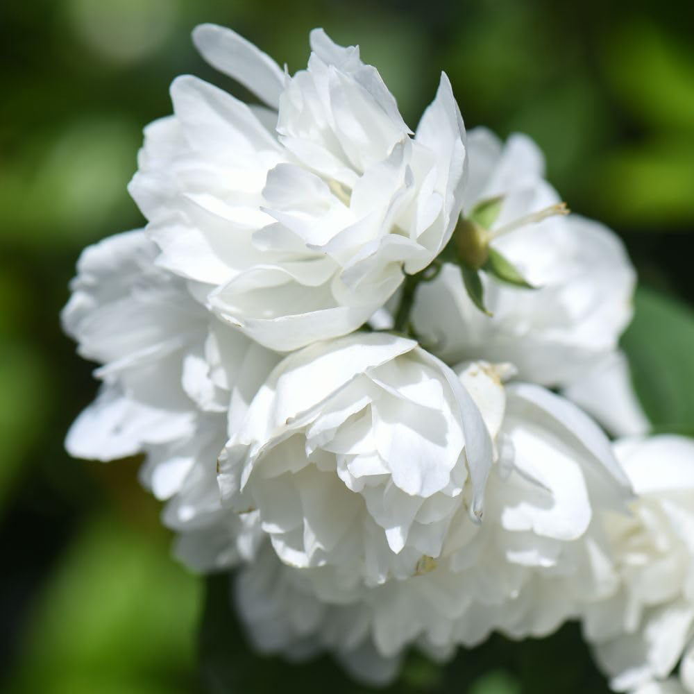 Thompson and Morgan Philadelphus Virginal Hedge Plant Image 4