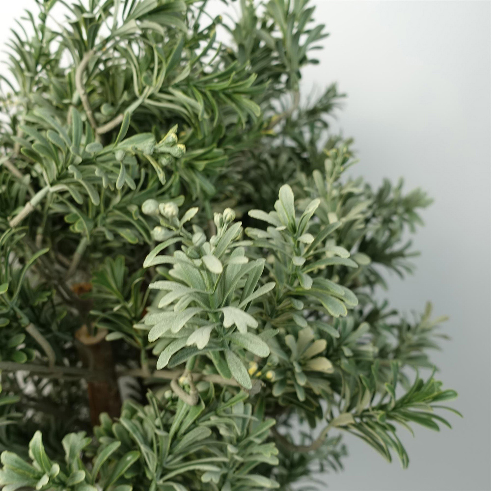 Leaf Artificial Artemisa Plant Topiary 70cm Image 2