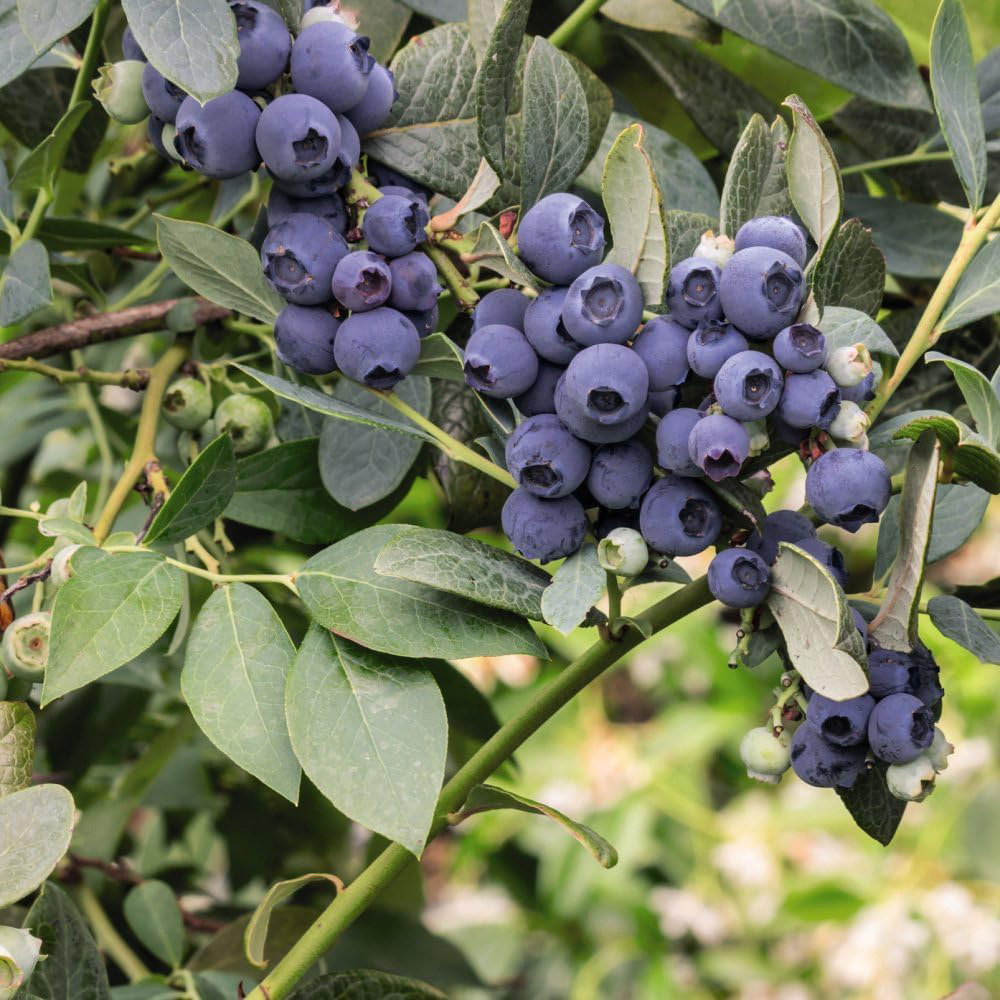 Thompson & Morgan Grow Your Own Fruit Bush Duke Blueberry Plant Pot 2L Image 3