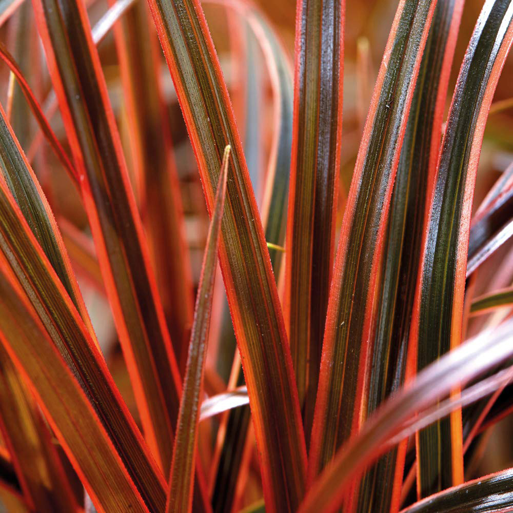 Thompson and Morgan Grass Uncini Everflame Potted Plant 9cm 3 Pack Image 2