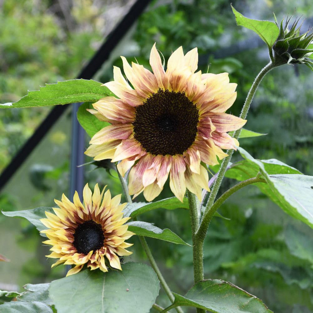 Thompson and Morgan Sunflower Cherry Rose Seed Packet Image 3