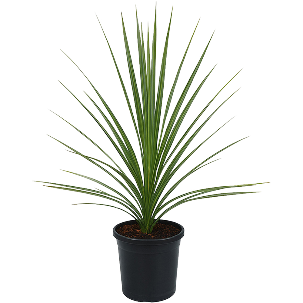 Dracaena Indivisa Plant Image
